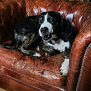Anya a rejoint le concours — aidez-le/la à gagner de superbes lots ! animal, black_and_white_dog, brown_couch, canine, comfortable, dog, domestic, expression, floor, fur, home_interior, indoor, leather_couch, looking_at_camera, paw, pet, relaxed, resting, vintage_style, wooden_wall