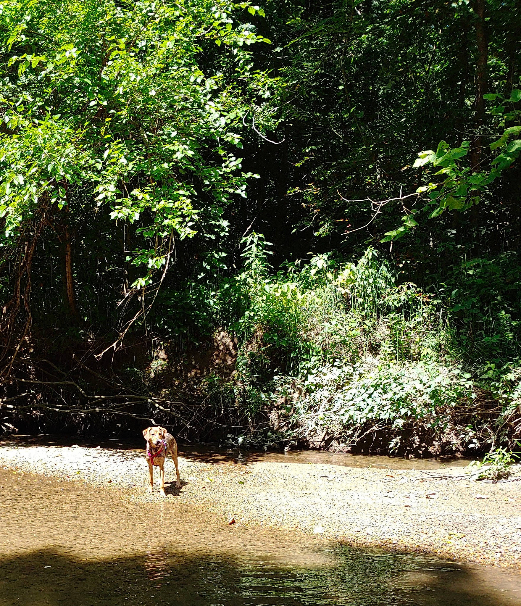 Nala joined the competition — help win amazing prizes! bank, biome, forest, grass, jungle, leaf, natural_environment, nature, nature_reserve, plant, river, stream, summer, trail, tree, vegetation, water, waterway, wilderness, woody_plant