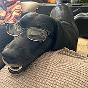 Eevee is registered to the contest to win money with this photo: dog, black_dog, glasses, smiling, indoor, cushion, blanket, furniture, living_room, table, cozy, pet, animal, close_up, happy, home_decor, texture, tail, resting, comfort