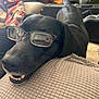 dog, black_dog, glasses, smiling, indoor, cushion, blanket, furniture, living_room, table, cozy, pet, animal, close_up, happy, home_decor, texture, tail, resting, comfort