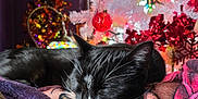 Egg is registered to the contest to win money with this photo: black_cat, blanket, bokeh, cat, christmas_tree, close_up, cozy, decor, festive, fur, holiday_lights, indoor, night, ornaments, pet, relaxing, sleeping, tuxedo_cat, whiskers, white_markings