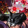 black_cat, blanket, bokeh, cat, christmas_tree, close_up, cozy, decor, festive, fur, holiday_lights, indoor, night, ornaments, pet, relaxing, sleeping, tuxedo_cat, whiskers, white_markings