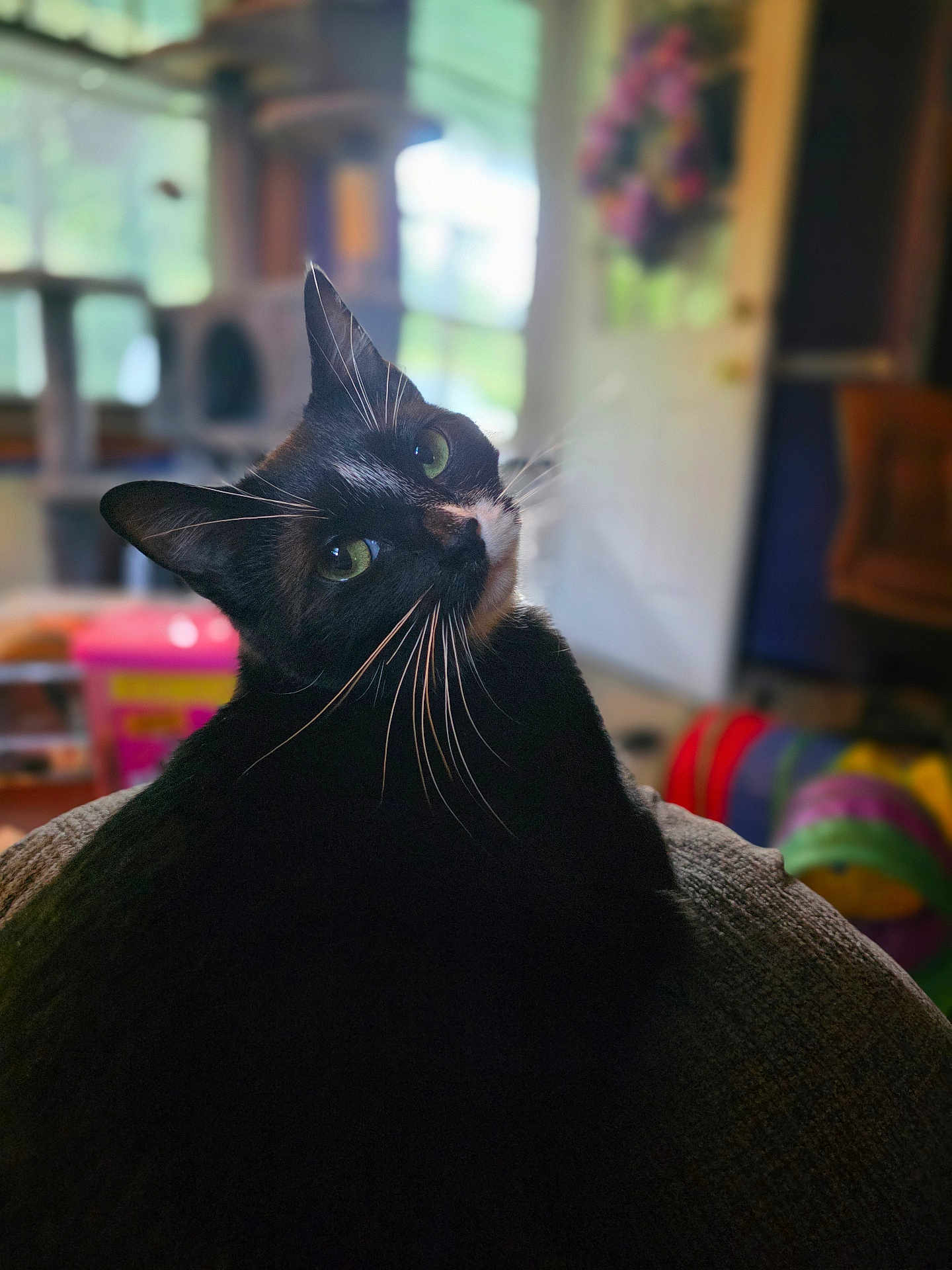 Egg is registered to the contest to win money with this photo: cat, tuxedo_cat, indoor, pet, feline, whiskers, green_eyes, curious, head_tilt, blurred_background, cozy, home_interior, cat_tree, toys, colorful, soft_light, close_up, animal, portrait, relaxed