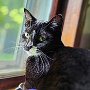 Egg is registered to the contest to win money with this photo: animal, black_and_white, blurred_background, cat, close_up, curious, domestic, feline, green_eyes, house, indoor, nature_view, pet, portrait, relaxed, resting, soft_light, sunlight, whiskers, window
