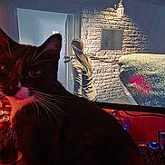 Egg is registered to the contest to win money with this photo: cat, black_and_white, whiskers, computer_screen, person, brick_wall, lamp, indoor, dark, shadow, keyboard, can, table, monitor, technology, animal, pet, feline, closeup, light