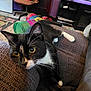 Egg is registered to the contest to win money with this photo: cat, black_and_white_cat, indoor, couch, furniture, yellow_eyes, whiskers, play_tunnel, chair, carpet, television, remote_control, door, wooden_door, room, pet, relaxing, stretching, cozy, domestic