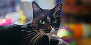 Egg joined the competition — help win amazing prizes! cat, tuxedo_cat, indoor, pet, animal, feline, black_and_white, whiskers, green_eyes, relaxing, cozy, couch, blurred_background, domestic, cute, resting, fur, closeup, portrait, house
