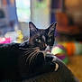 cat, tuxedo_cat, indoor, pet, animal, feline, black_and_white, whiskers, green_eyes, relaxing, cozy, couch, blurred_background, domestic, cute, resting, fur, closeup, portrait, house