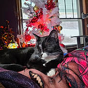 Egg joined the competition — help win amazing prizes! bedding, black_and_white, blanket, cat, cat_tree, christmas_tree, close_up, colorful, cozy, decorations, festive, holiday, indoor, ornaments, pet, relaxed, sleeping, tuxedo_cat, whiskers, window