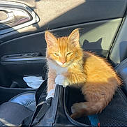Prince Hansolo is registered to the contest to win money with this photo: cat, kitten, orange_cat, white_paws, car_interior, car_seat, black_bag, sunlight, shadow, door_handle, leather_seat, pet, feline, cute, animal, domestic_cat, relaxed, indoor, seat_belt, fluffy