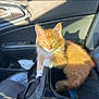cat, kitten, orange_cat, white_paws, car_interior, car_seat, black_bag, sunlight, shadow, door_handle, leather_seat, pet, feline, cute, animal, domestic_cat, relaxed, indoor, seat_belt, fluffy