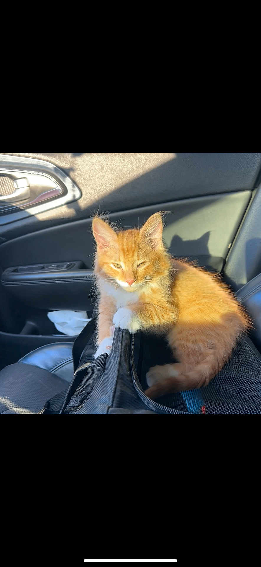 Prince Hansolo is registered to the contest to win money with this photo: cat, kitten, orange_cat, white_paws, car_interior, car_seat, black_bag, sunlight, shadow, door_handle, leather_seat, pet, feline, cute, animal, domestic_cat, relaxed, indoor, seat_belt, fluffy