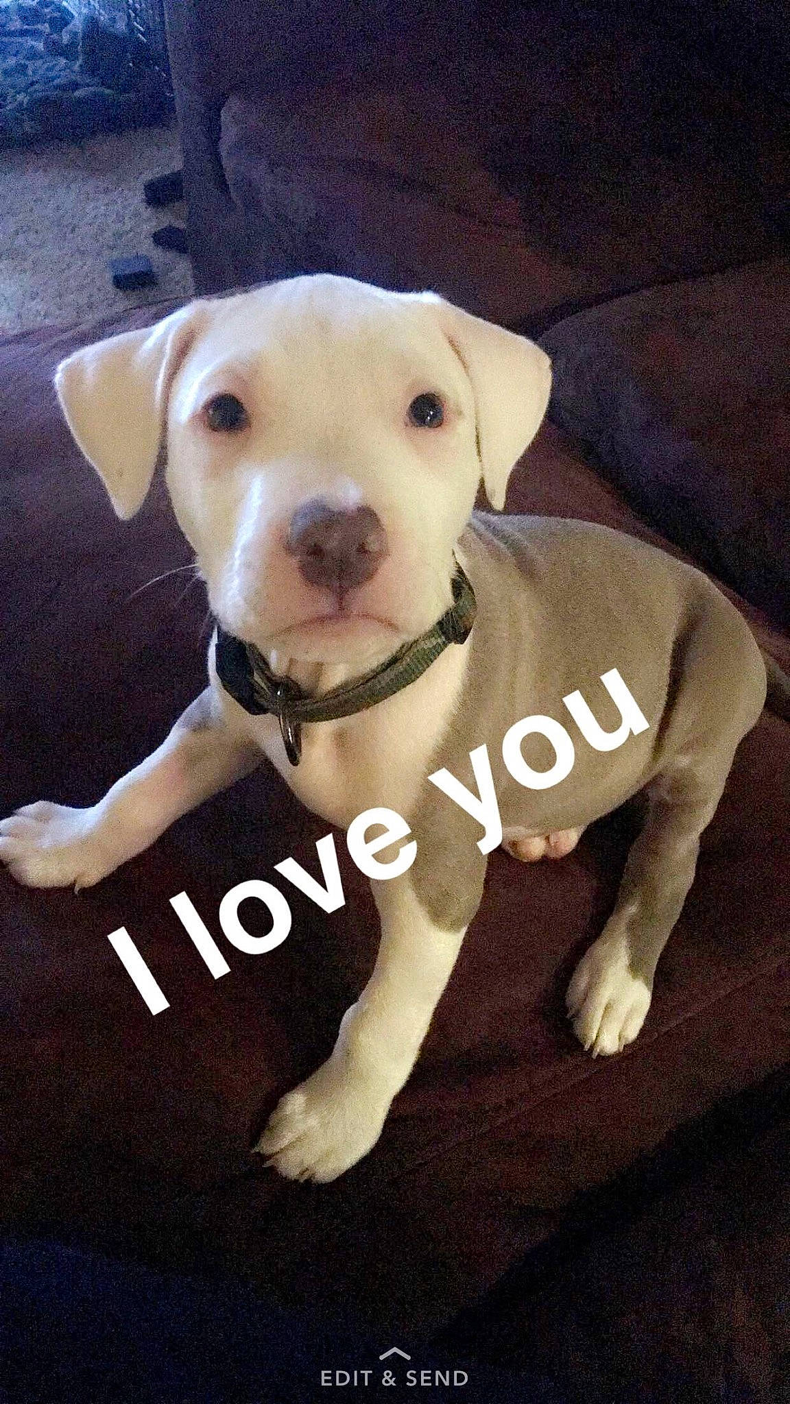 Dak joined the competition — help win amazing prizes! canidae, carnivore, collar, companion_dog, dog, dog_breed, dog_clothes, dog_collar, dog_supply, eye, fawn, paw, pet_supply, sleeve, snout, sporting_group, tail, toy_dog, whiskers, working_animal