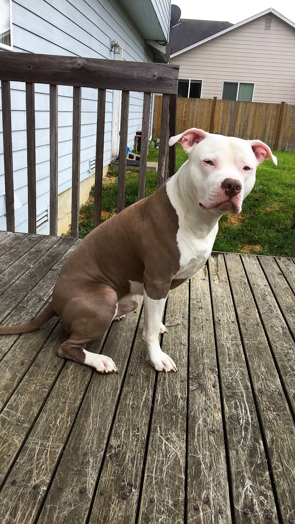 Dak is registered to the contest to win money with this photo: bull_and_terrier, canidae, carnivore, collar, companion_dog, dog, dog_breed, dog_collar, fawn, fence, hardwood, non_sporting_group, pet_supply, snout, sporting_group, tail, water, whiskers, wood, working_animal