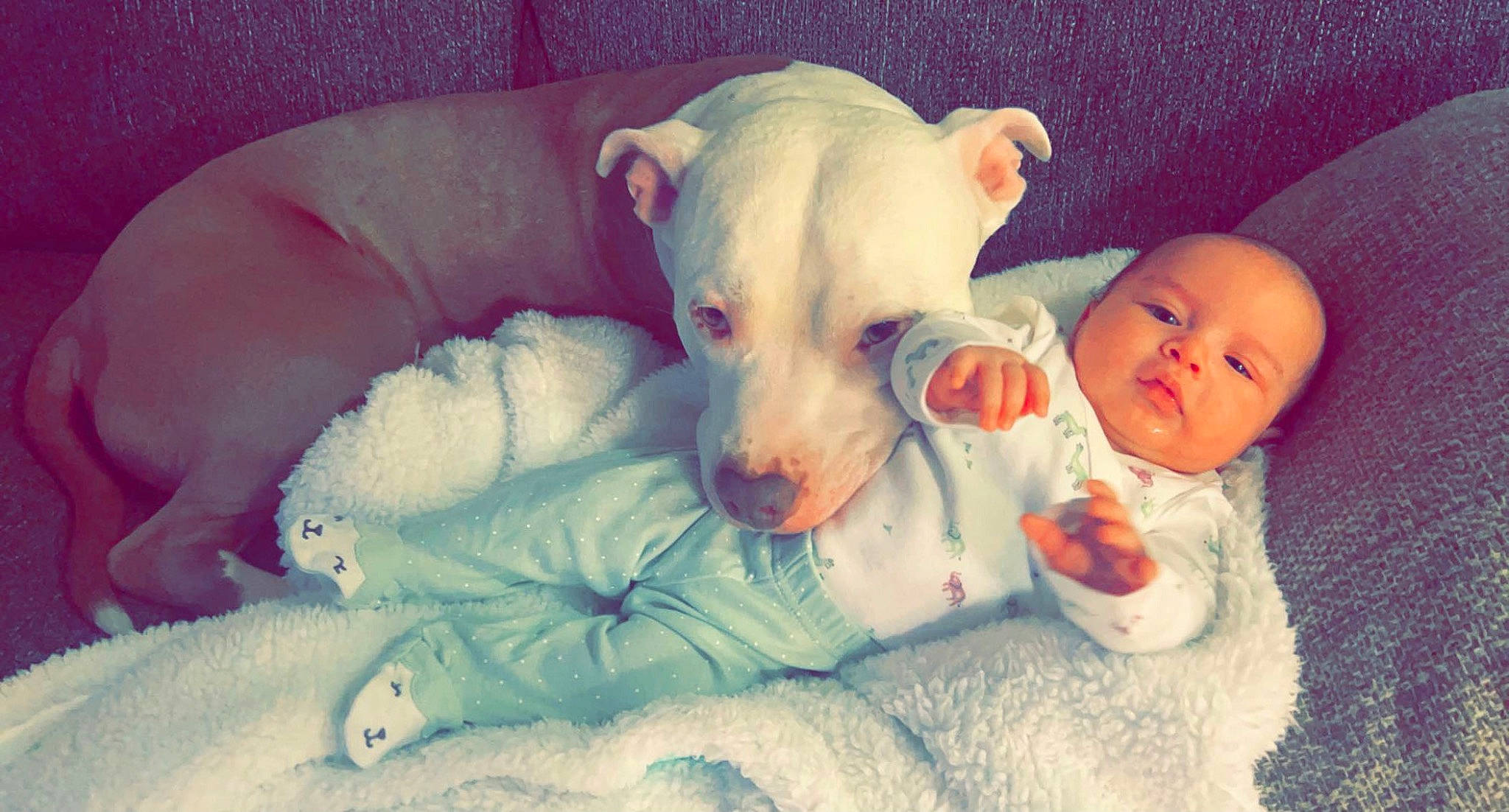 Dak joined the competition — help win amazing prizes! baby, baby_sleeping, baby_toddler_clothing, bedtime, carnivore, child, cloud, comfort, companion_dog, couch, dog, dog_breed, ear, fawn, fur, happy, nose, skin, toddler, toy_dog