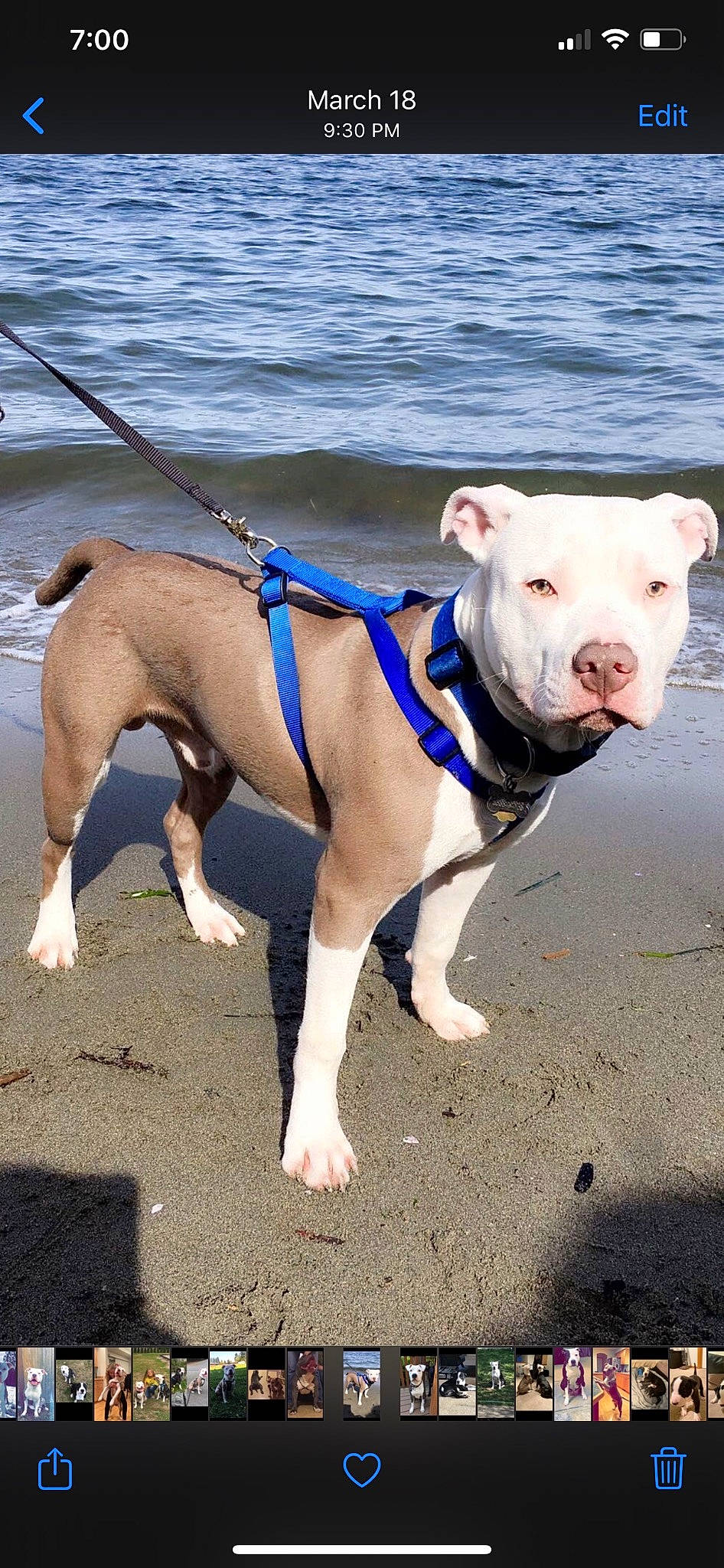 Dak joined the competition — help win amazing prizes! canidae, carnivore, collar, companion_dog, dog, dog_breed, dog_collar, dog_supply, dog_walking, electric_blue, fashion_accessory, fawn, leash, pet_supply, snout, sporting_group, tail, terrestrial_animal, water, working_animal