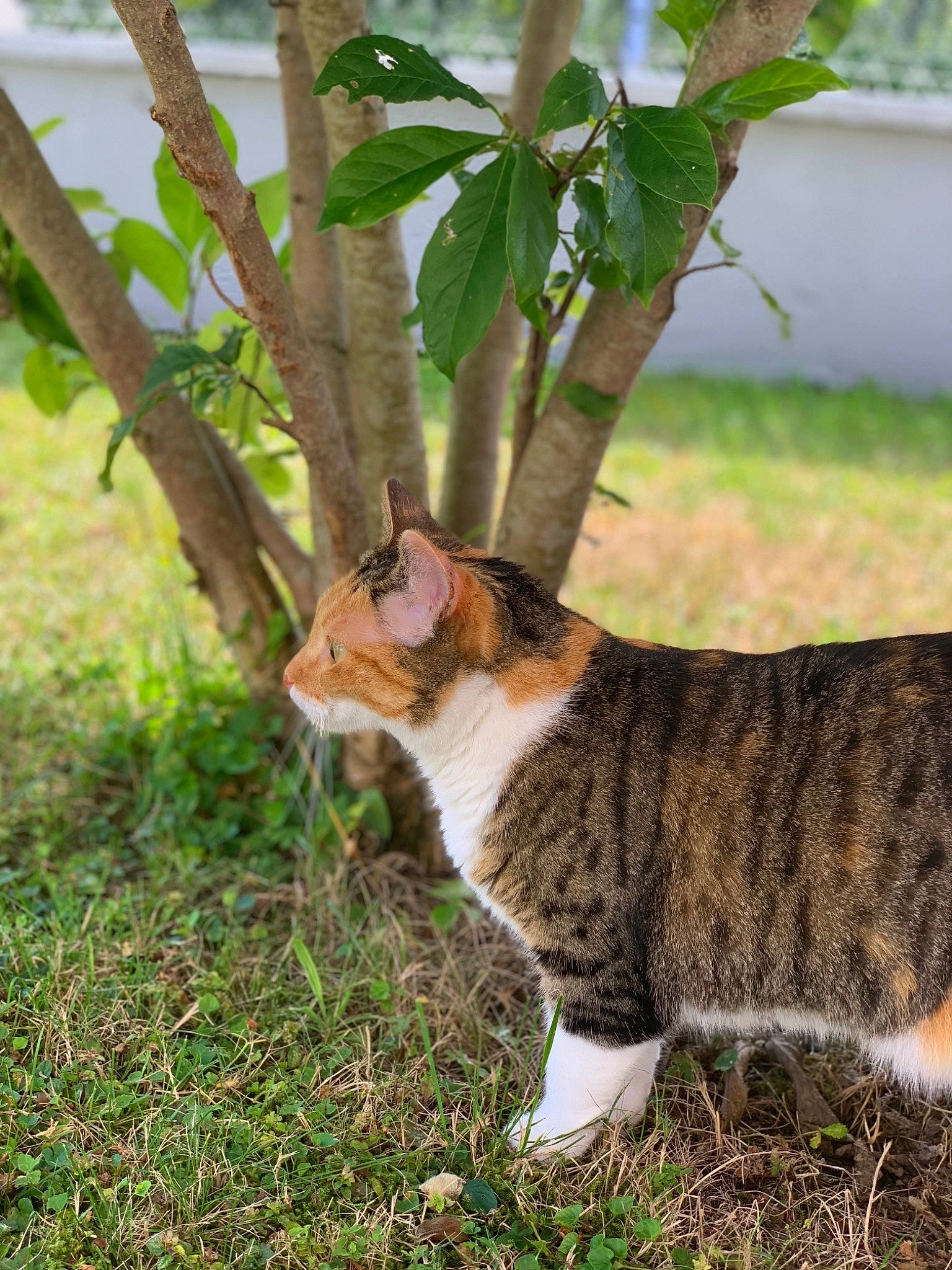 Candy participe au concours pour gagner de l'argent avec cette photo : aegean_cat, american_wirehair, branch, carnivore, cat, domestic_short_haired_cat, european_shorthair, felidae, fur, german_rex, grass, kitten, plant, small_to_medium_sized_cats, snout, tabby_cat, tail, tree, whiskers, woody_plant