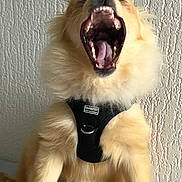 Blitz a rejoint le concours — aidez-le/la à gagner de superbes lots ! animal, bed, canine, companion, cute, dog, domestic, expression, fluffy, furry, harness, indoor, mouth_open, paw_print, pet, resting, sitting, texture, wall, yawning