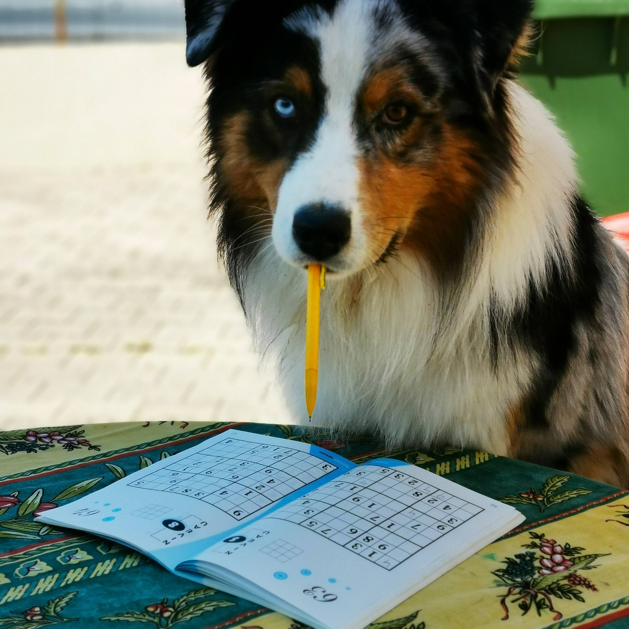 Shado a rejoint le concours — aidez-le/la à gagner de superbes lots ! australian_shepherd, border_collie, canidae, carnivore, companion_dog, dog, dog_breed, mammal, shetland_sheepdog, welsh_sheepdog, working_dog