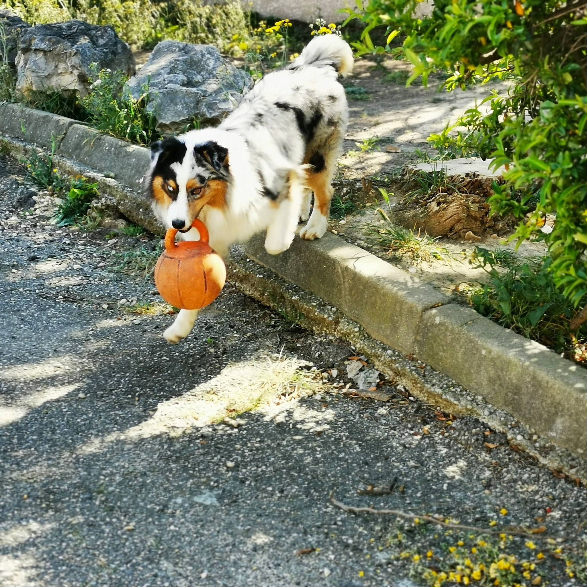 Shado participe au concours pour gagner de l'argent avec cette photo : australian_shepherd, canidae, carnivore, companion_dog, dog, dog_breed, english_shepherd, fawn, herding_dog, mammal, miniature_australian_shepherd, sporting_group, tail, welsh_sheepdog, working_dog