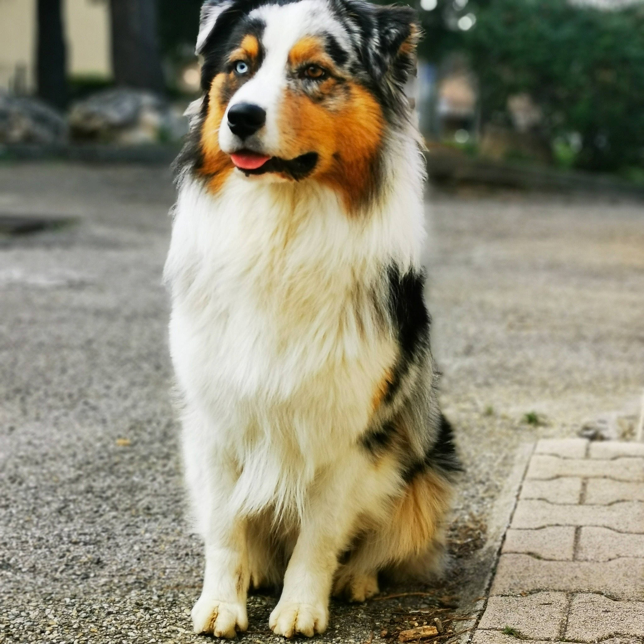 Shado a rejoint le concours — aidez-le/la à gagner de superbes lots ! ancient_dog_breeds, australian_collie, australian_shepherd, border_collie, canidae, carnivore, collie, companion_dog, dog, dog_breed, herding_dog, mammal, miniature_australian_shepherd, rare_breed_dog, scotch_collie, shetland_sheepdog, snout, sporting_group, vertebrate, working_dog
