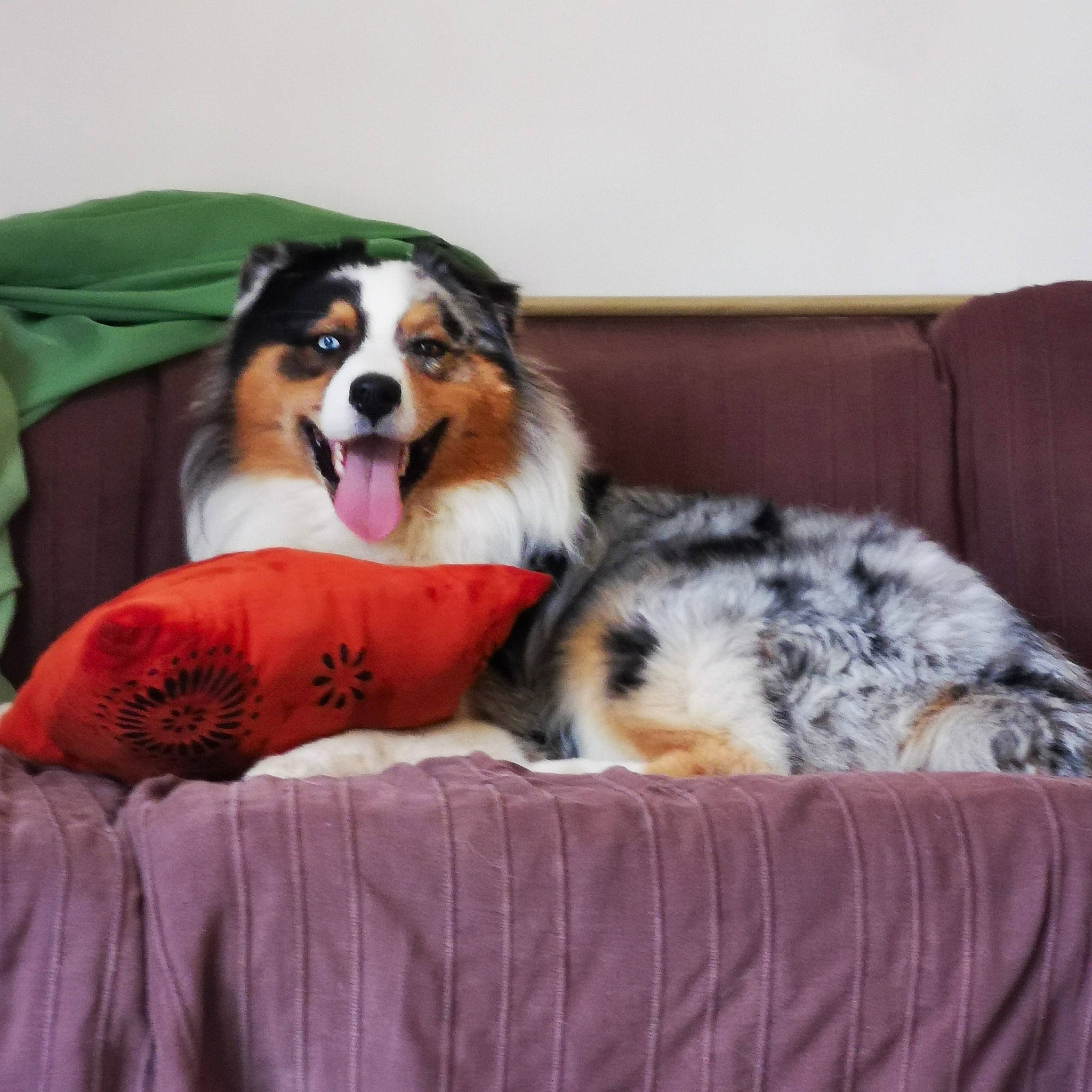 Shado a rejoint le concours — aidez-le/la à gagner de superbes lots ! australian_shepherd, bernese_mountain_dog, canidae, carnivore, companion_dog, dog, dog_breed, mammal, miniature_australian_shepherd, scotch_collie, shetland_sheepdog, sporting_group, vertebrate