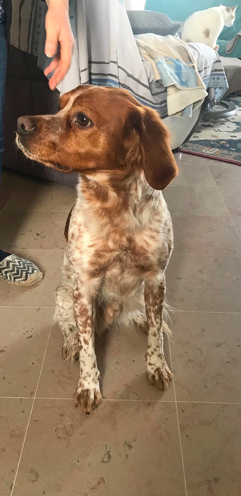 Malco a rejoint le concours — aidez-le/la à gagner de superbes lots ! brown, canidae, carnivore, companion_dog, dog, dog_breed, fawn, floor, flooring, fur, gun_dog, hunting_dog, liver, pet_supply, pointing_breed, snout, spaniel, sporting_group, tail, working_animal