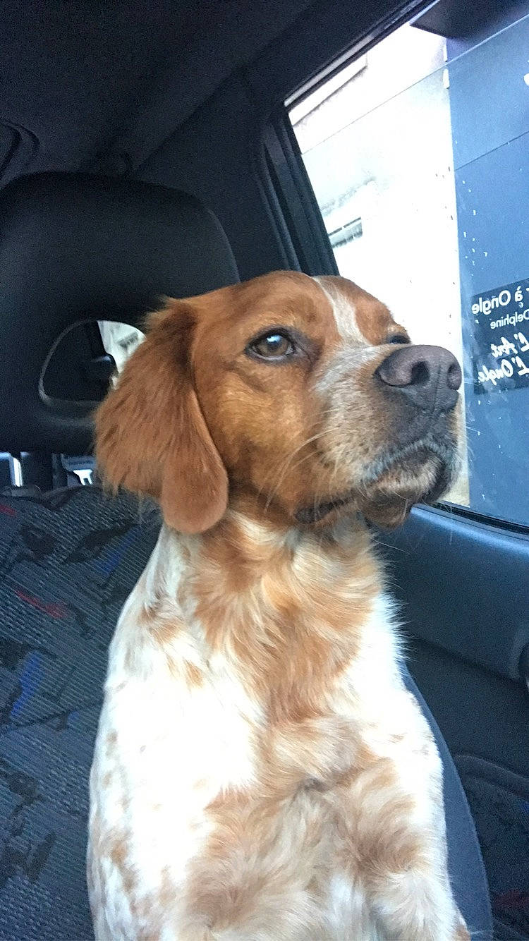 Malco a rejoint le concours — aidez-le/la à gagner de superbes lots ! beige, brown, canidae, car_seat, carnivore, collar, companion_dog, dog, dog_breed, fawn, fur, head_restraint, liver, mammal, snout, sporting_group, vehicle_door, vertebrate, whiskers, working_animal