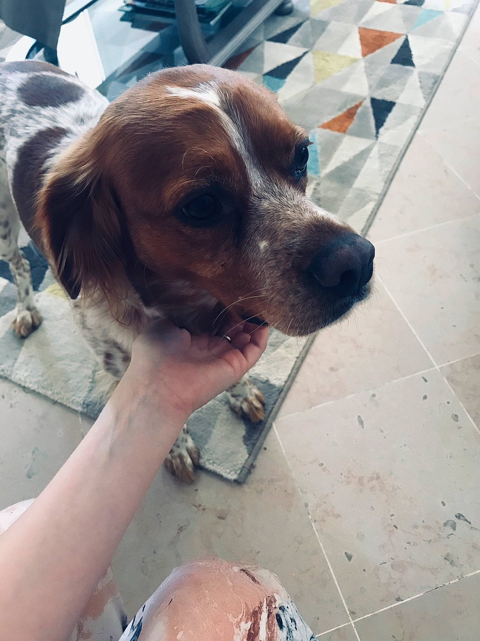 Malco a rejoint le concours — aidez-le/la à gagner de superbes lots ! canidae, carnivore, companion_dog, dog, dog_breed, fawn, floor, flooring, foot, liver, pet_supply, snout, sporting_group, tile, tile_flooring, toe, vertebrate, whiskers, working_animal, working_dog