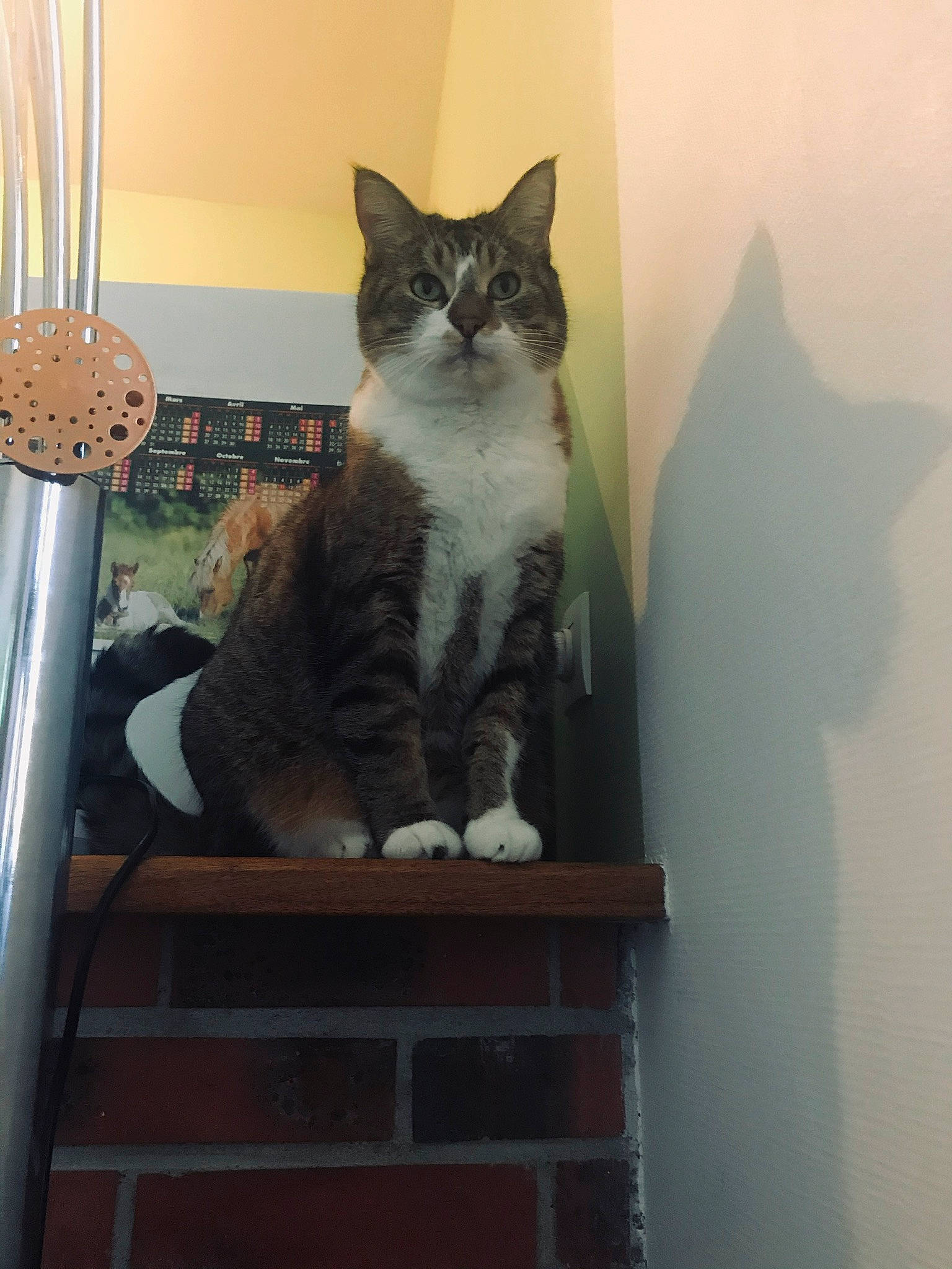 Boudu participe au concours pour gagner de l'argent avec cette photo : carnivore, cat, cat_furniture, cat_supply, domestic_short_haired_cat, felidae, fork, fur, grey, home, household_silver, kitchen_utensil, pet_supply, small_to_medium_sized_cats, snout, tail, vertebrate, whiskers