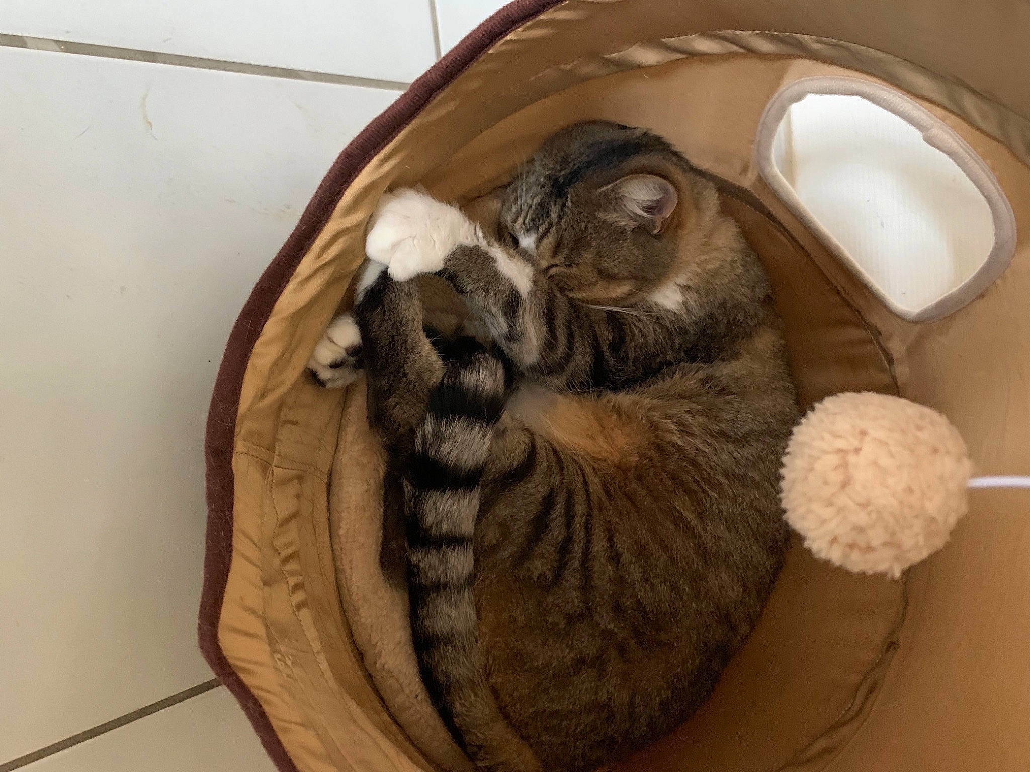 Boudu participe au concours pour gagner de l'argent avec cette photo : beige, carnivore, cat, cat_bed, cat_supply, comfort, domestic_short_haired_cat, felidae, fur, khaki, pet_supply, small_to_medium_sized_cats, tabby_cat, tan, walking_shoe, whiskers