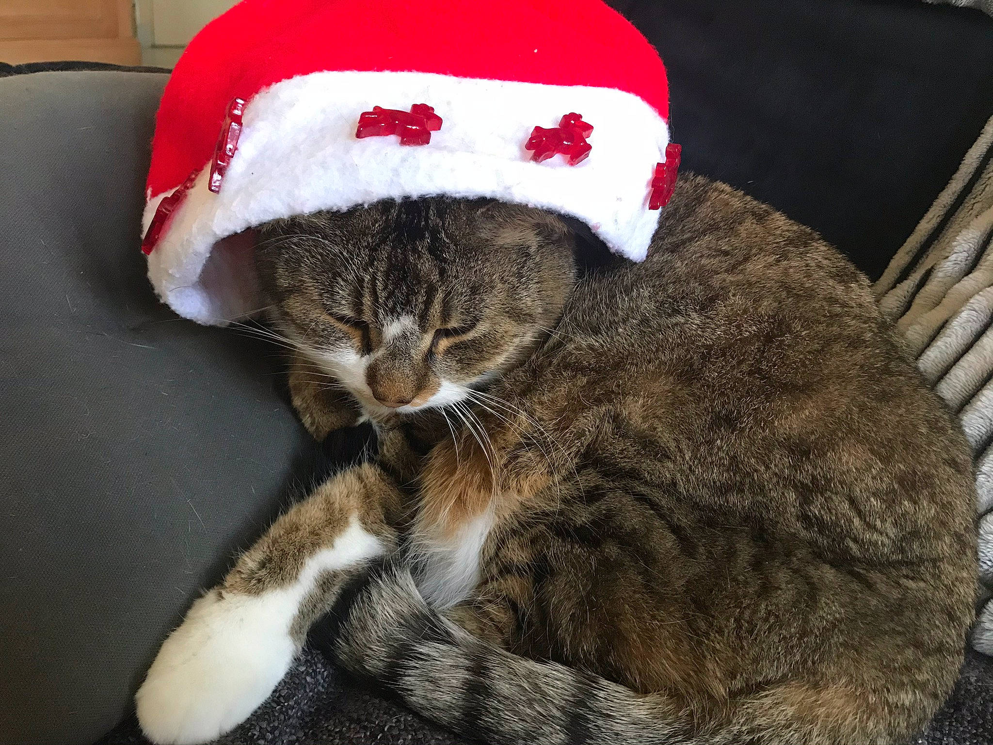 Boudu a rejoint le concours — aidez-le/la à gagner de superbes lots ! carnivore, cat, christmas, christmas_eve, comfort, costume_accessory, costume_hat, couch, felidae, fur, pet_supply, small_to_medium_sized_cats, whiskers