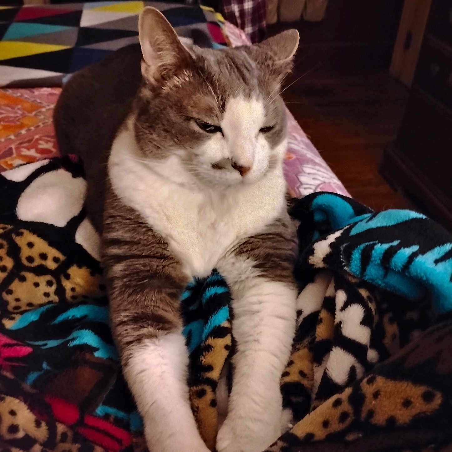 Buddy is registered to the contest to win money with this photo: abyssinian, animal, bed, bedroom, blanket, cat, couch, cushion, furniture, hardwood, homedecor, indoors, interiordesign, kitten, linen, manx, pet, quilt, room, wood