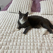 Toby a rejoint le concours — aidez-le/la à gagner de superbes lots ! animal, bed, bedspread, cat, cozy, domestic_animal, ears, feline, fur, gray_cat, home, indoor, lying_down, pet, pillow, purple_bedding, relaxed, resting, whiskers, white_cat