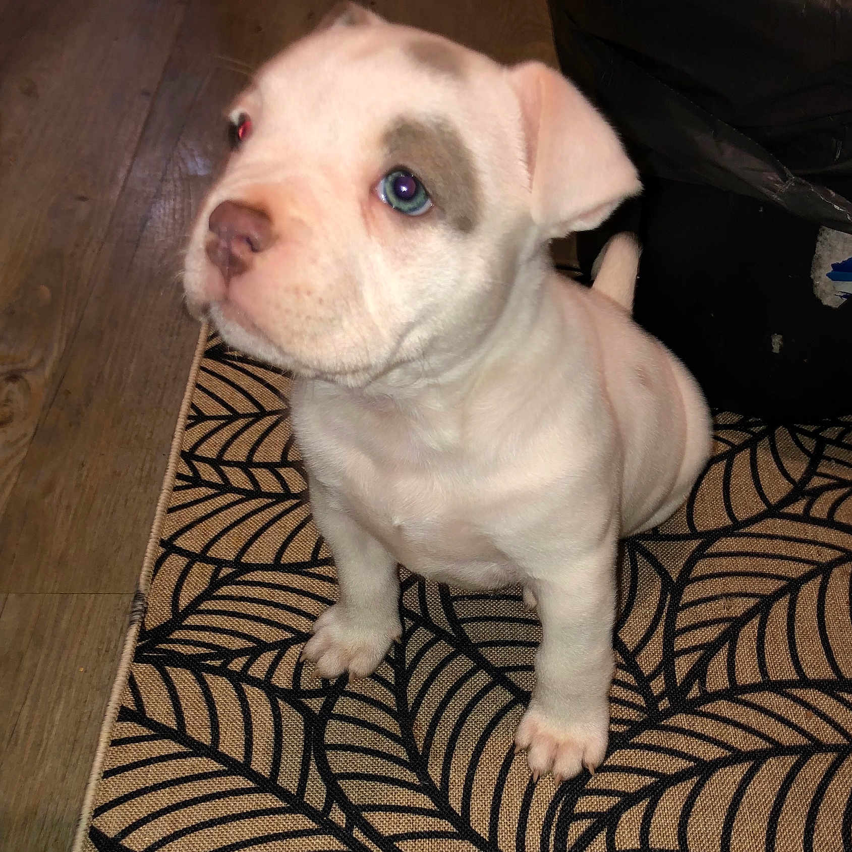 Chanel a rejoint le concours — aidez-le/la à gagner de superbes lots ! animal, canine, companion, curious, cute, dog, domestic, floor, flooring, indoor, indoor_lighting, looking_up, patterned_rug, pet, puppy, rug, sitting, small_dog, white_dog, young_dog