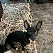 Boo joined the competition — help win amazing prizes! animal, basket, black_dog, companion, cozy, curious, dog, ears, floor, flooring, furniture, home, indoor, looking_up, paw, pet, playful, rug, small_dog, wood_floor