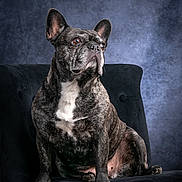 Laïka a rejoint le concours — aidez-le/la à gagner de superbes lots ! dog, french_bulldog, pet, portrait, studio_photography, chair, sitting, brindle_coat, white_chest, large_ears, expressive_eyes, attentive, fur, indoor, upholstery, backdrop, posed, animal, domestic, shadowed_background