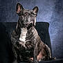 dog, french_bulldog, pet, portrait, studio_photography, chair, sitting, brindle_coat, white_chest, large_ears, expressive_eyes, attentive, fur, indoor, upholstery, backdrop, posed, animal, domestic, shadowed_background