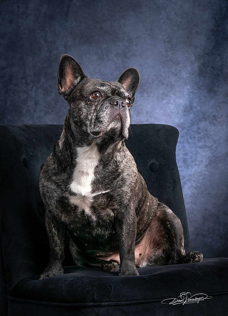 Laïka a rejoint le concours — aidez-le/la à gagner de superbes lots ! dog, french_bulldog, pet, portrait, studio_photography, chair, sitting, brindle_coat, white_chest, large_ears, expressive_eyes, attentive, fur, indoor, upholstery, backdrop, posed, animal, domestic, shadowed_background