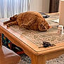 cat, orange_cat, table, wooden_table, keys, pill_bottle, curtain, indoor, carpet, furniture, tile, relaxed, pet, looking, cozy, light, household, domestic, curious, resting