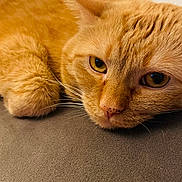 Jojo joined the competition — help win amazing prizes! cat, ginger_cat, close_up, resting, feline, fur, whiskers, yellow_eyes, pet, animal, domestic_cat, cute, sleepy, calm, face, portrait, soft_surface, indoor, mammal, relaxed