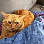 cat, orange_tabby, pet, feline, indoor, couch, blanket, resting, fur, whiskers, ears, eyes, closeup, comfort, home, domestic_animal, animal, relaxed, mammal, cute