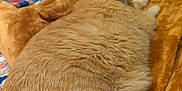 Jojo joined the competition — help win amazing prizes! cat, orange_cat, tabby, pet, indoor, blanket, furniture, dorm_room, looking_back, fur, tail, domestic_animal, resting, cozy, bed, soft_texture, cute, animal, relaxed, household