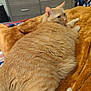 cat, orange_cat, tabby, pet, indoor, blanket, furniture, dorm_room, looking_back, fur, tail, domestic_animal, resting, cozy, bed, soft_texture, cute, animal, relaxed, household