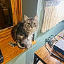 Taylor Janis joined the competition — help win amazing prizes! cat, gray_cat, windowsill, wooden_surface, indoor, yellow_eyes, fur, pet, curious, looking_at_camera, wall_hanging, textured_wall, desk, electronics, cables, cozy, furniture, home, animal, window