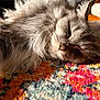 animal, cat, close_up, colorful_rug, comfort, cozy, feline, fluffy, home, indoor, long_hair, pet, relaxed, resting, sleepy, soft, sunlight, texture, warm_light, whiskers