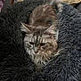 animal, cat, comfort, cozy, cute, domestic_cat, feline, fluffy, fur, furry, gray_cat, home_interior, indoor, knitted_pillow, patterned_rug, pet_bed, relaxed, resting, sleeping_area, soft_texture