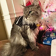 Taylor Janis joined the competition — help win amazing prizes! cat, long_hair, gray_fur, sweater, pet, christmas_tree, holiday, lights, gift, wrapping_paper, indoor, furniture, decorations, festive, animal, cute, fluffy, sitting, cozy, home