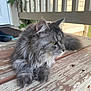 Taylor Janis is registered to the contest to win money with this photo: cat, gray_cat, fluffy, green_eyes, outdoor, porch, wooden_floor, fence, pet, animal, fur, resting, closeup, side_view, whiskers, nature, domestic_animal, relaxed, daylight, house