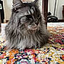 animal, cat, close_up, colorful_rug, cute, domestic_animal, feline, floor, fluffy, furniture, gray_cat, indoor, long_hair, patterned_rug, pet, portrait, relaxed, rug, whiskers, window_light